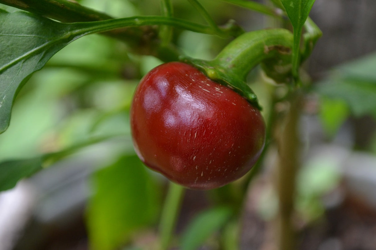 Large red cherry sweet pepper from SeedsNow, showing vibrant red seeds and glossy ripe fruit on the plant.