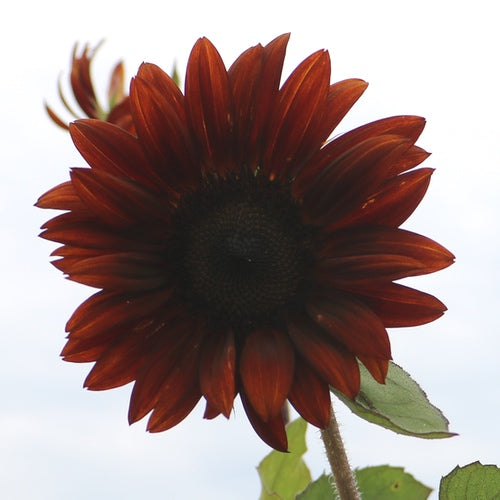 Buy fresh Chocolate Cherry Sunflower seeds online from the USA now!
