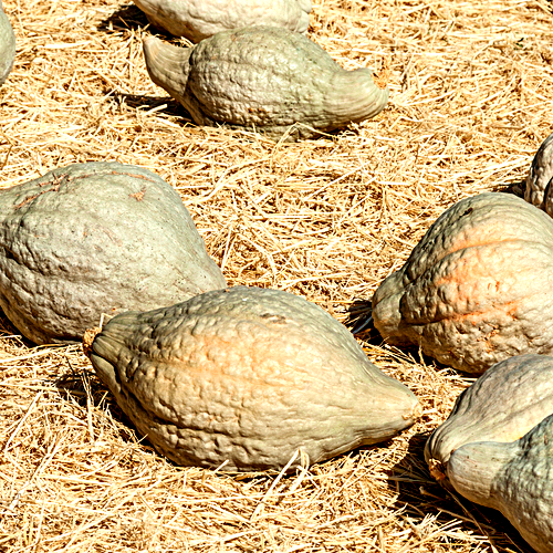 Buy Chicago Warted Hubbard Winter Squash seeds online from USA now!