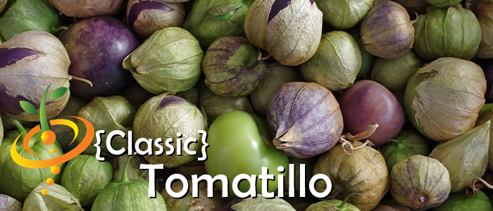 Fresh green tomatillo plant with ripe fruit on the vine, ready for harvest, from SeedsNow's classic tomatillo seed collection.