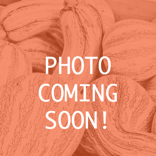 Buy White Crookneck Cushaw Winter Squash seeds online from the USA!