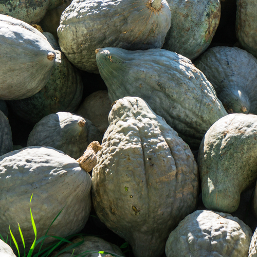 Buy fresh Green Hubbard Winter Squash heirloom seeds from USA now!
