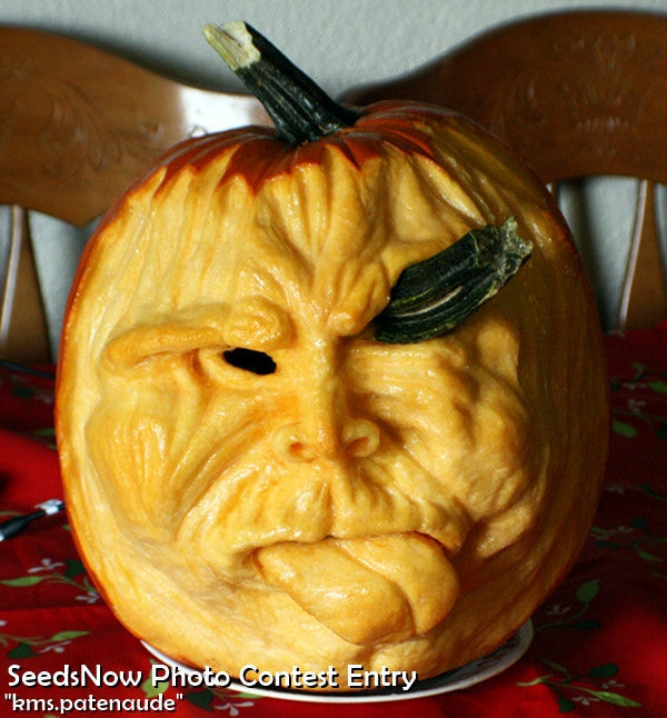 Carved Jack O' Lantern pumpkin face sticking tongue out on table with red floral cloth Pumpkin - Jack O' Lantern seeds