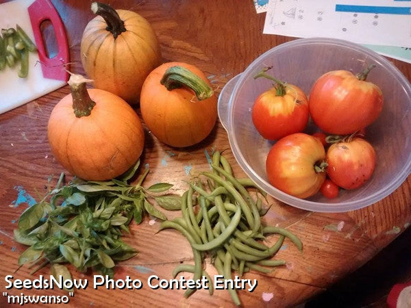 Small Sugar pumpkins with tomatoes and green beans on wooden table for garden harvest