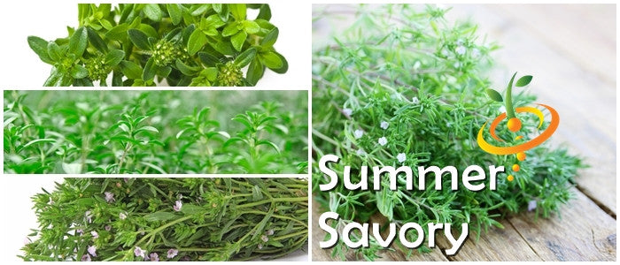 Summer Savory seeds from SeedsNow, showing small green herb seeds in a clear packet, ideal for summer herb gardening.