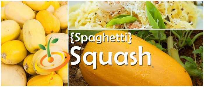 Winter squash Spaghetti seeds from SeedsNow, showing vibrant orange spaghetti squash with green stems and textured skin.