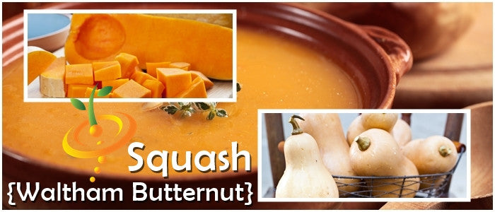 Waltham Butternut winter squash seeds with tan fruits and deep orange interior, shown sliced and whole, highlighting compact vine growth and rich flavor