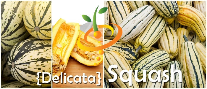 Delicata winter squash seeds from SeedsNow, small beige seeds with a smooth surface, suitable for planting and growing squash.
