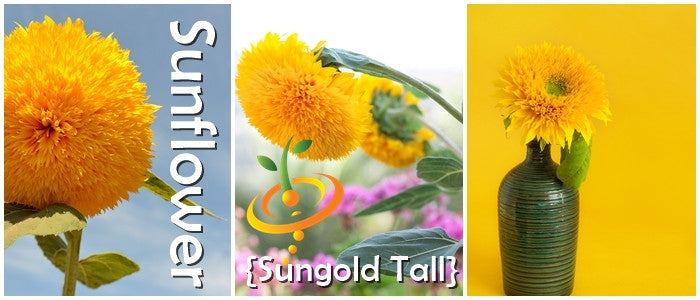Sunflower Sun Gold Tall flower seeds by SeedsNow, showing vibrant yellow sunflower blooms and green foliage.