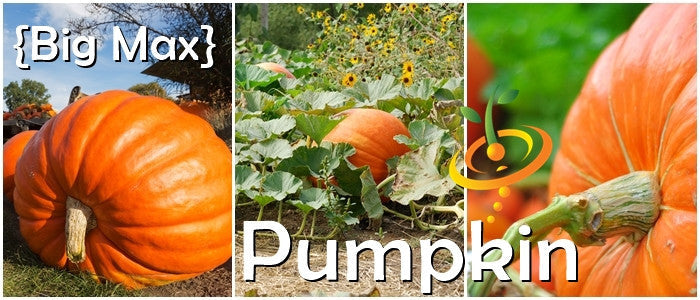 Big Max pumpkin seeds from SeedsNow, showing large, mature pumpkin seeds ideal for planting or culinary uses.