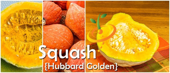 Winter Hubbard squash from SeedsNow with golden seeds, showcasing the vibrant orange flesh and smooth, rounded exterior.