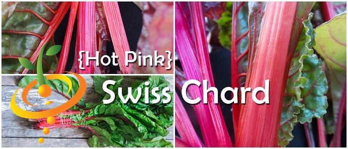 Hot pink Swiss chard seeds from SeedsNow, showing vibrant seed packets with colorful Swiss chard leaves in the background.
