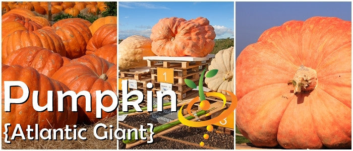 Atlantic Giant pumpkin seeds by SeedsNow displayed in a seed packet with large pumpkin illustrations.