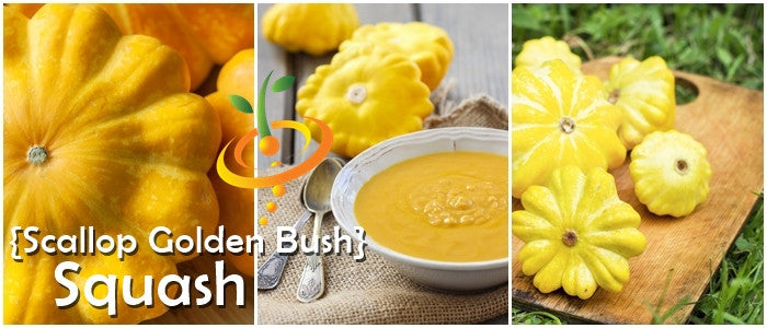 Bright yellow summer squash with scalloped edges, grown from SeedsNow Golden Bush seeds, shown on a garden plant.
