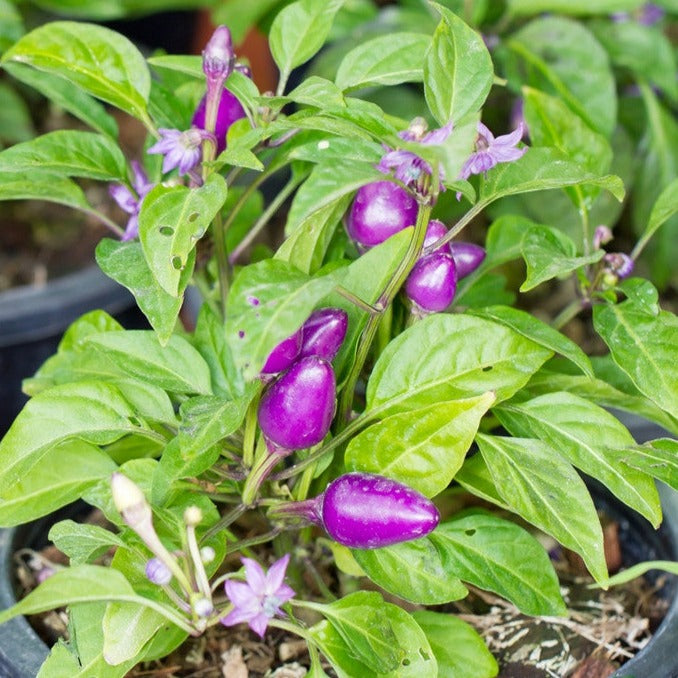 Pepper (Hot) - Pretty Purple π₯π₯π₯π₯ - SeedsNow.com