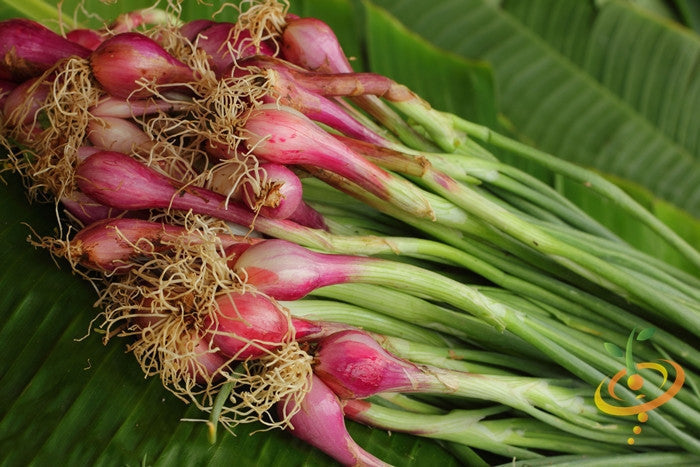 Crimson Forest onion bunching seeds from SeedsNow, showing vibrant red onion bulbs and green leafy tops in a garden setting.
