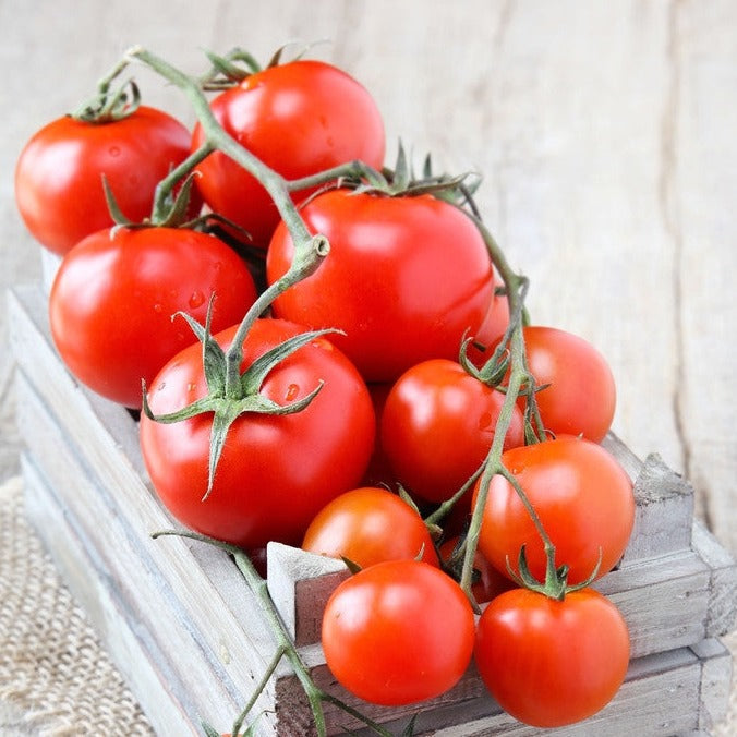 Tomato Money Maker Seeds | Heat Tolerant, Sweet Flavor, High Yields