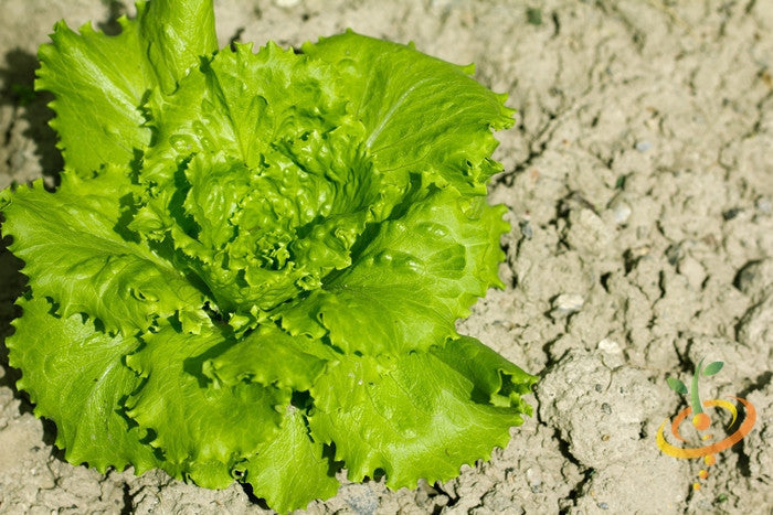 Fresh Blonde de Paris lettuce growing from SeedsNow seeds, vibrant green leaves with crisp texture in a garden setting.