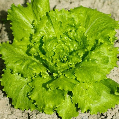 Blonde de Paris lettuce seeds from SeedsNow, small packaging with vibrant green lettuce leaf illustration on the label.