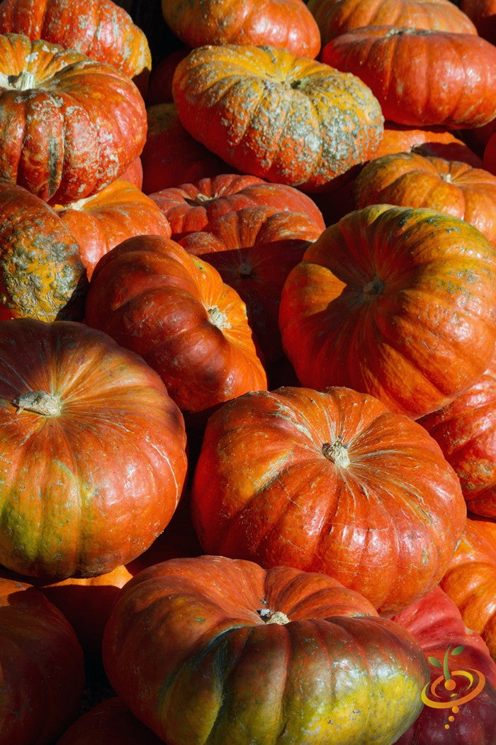 Pumpkin seeds labeled Cinderella variety from SeedsNow, showing fresh, raw pumpkin seeds on a neutral background.