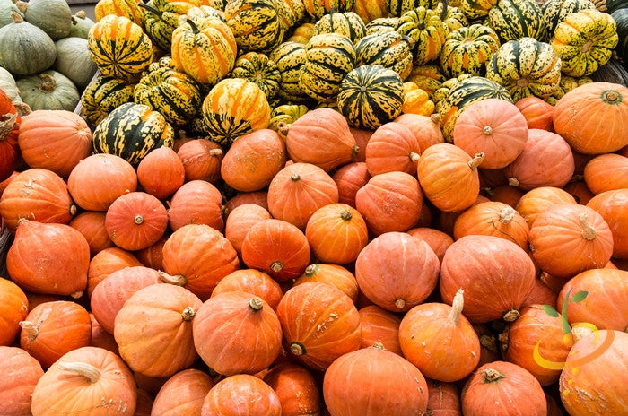 Golden nugget winter squash from SeedsNow, fresh yellow-orange squash with smooth skin and sturdy stem.