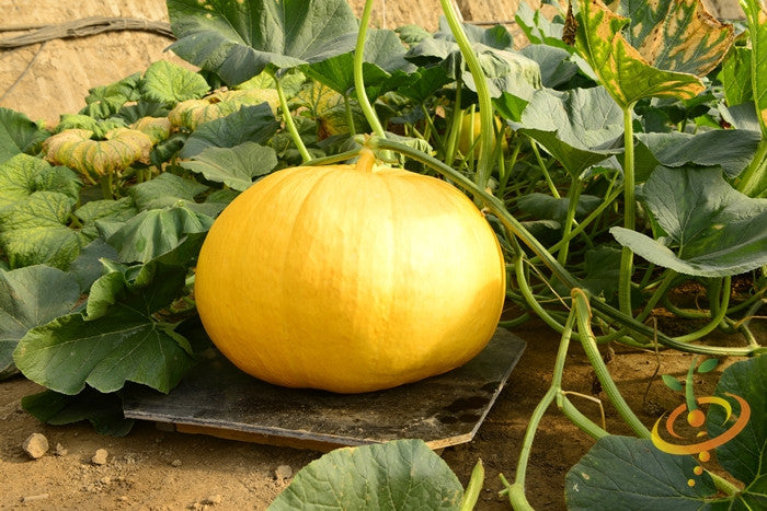 Yellow pumpkin with Paris seeds from SeedsNow, showcasing its vibrant color and seed details in a natural setting.