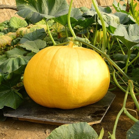 Buy Yellow Paris Pumpkin Seeds Online from the USA | French Heirloom