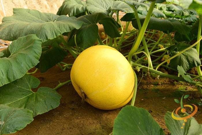 Yellow pumpkin with seeds from SeedsNow, featuring a vibrant pumpkin with visible yellow seeds on a natural background.