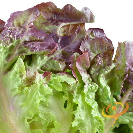 Boston Burgundy Lettuce seeds for sale to buy online from the USA. Multi-color, Semi-curly leaves! Open-pollinated, USA-quality, Heirloom, NON-GMO organic seeds & more!
