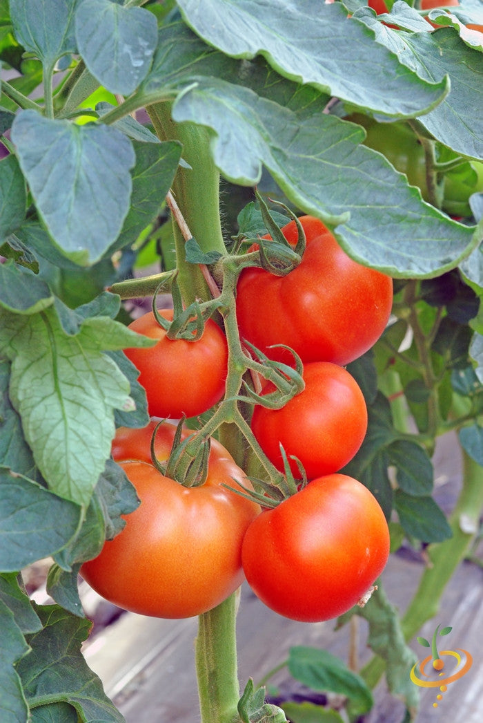 Indeterminate Abraham Lincoln tomato seeds from SeedsNow, showing vibrant young tomato plants ready for planting.