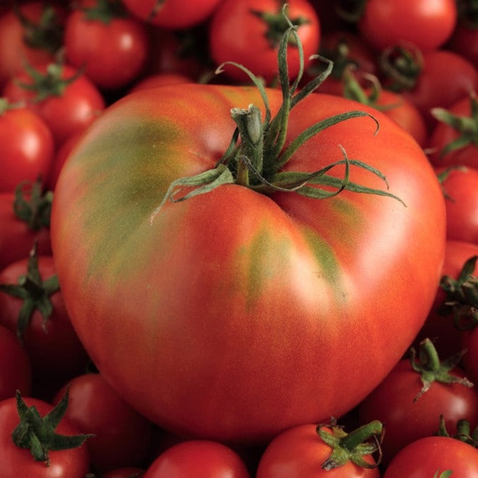 Buy Mortgage Lifter tomato seeds online in the USA | Very high yields!