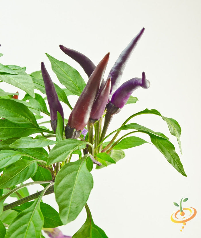 Purple cayenne hot pepper seeds from SeedsNow, featuring vibrant purple peppers on the plant, ideal for spicy culinary uses.