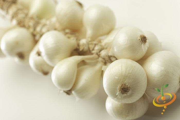 White Globe onion seeds from Southport, long-day variety, shown in a clear image with green onion bulbs and fresh foliage.