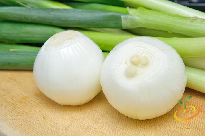 White Globe onion seeds from Southport variety, long day onion plant, shown in a close-up image for planting and gardening.