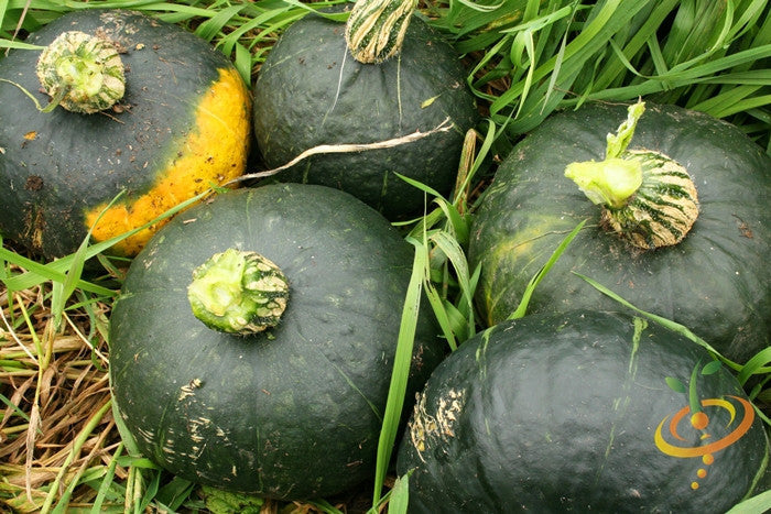 Winter squash Burgess Buttercup seeds from SeedsNow, showing vibrant green and orange squash with textured skin on a garden background.