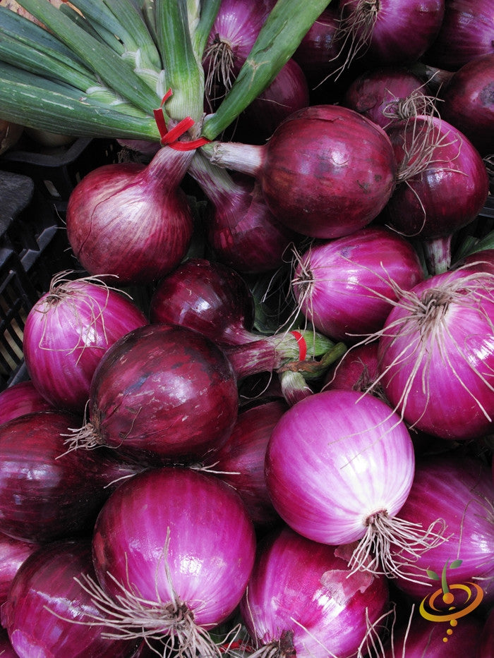 Red Globe Southport onion seeds from SeedsNow, showcasing vibrant red onion bulbs and green foliage in a garden setting.