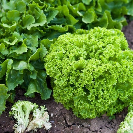 Lollo Bionda Curly Green Lettuce seeds for sale to buy online from the USA. Chef's favorite lettuce! Open-pollinated, USA-quality, Heirloom, NON-GMO organic seeds & more!
