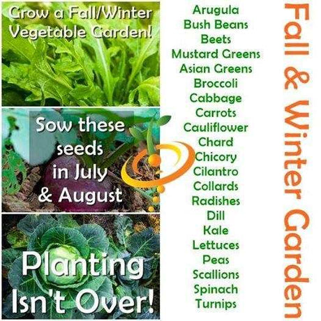 Discover seeds to plant in July & August | Fall & Winter Gardening