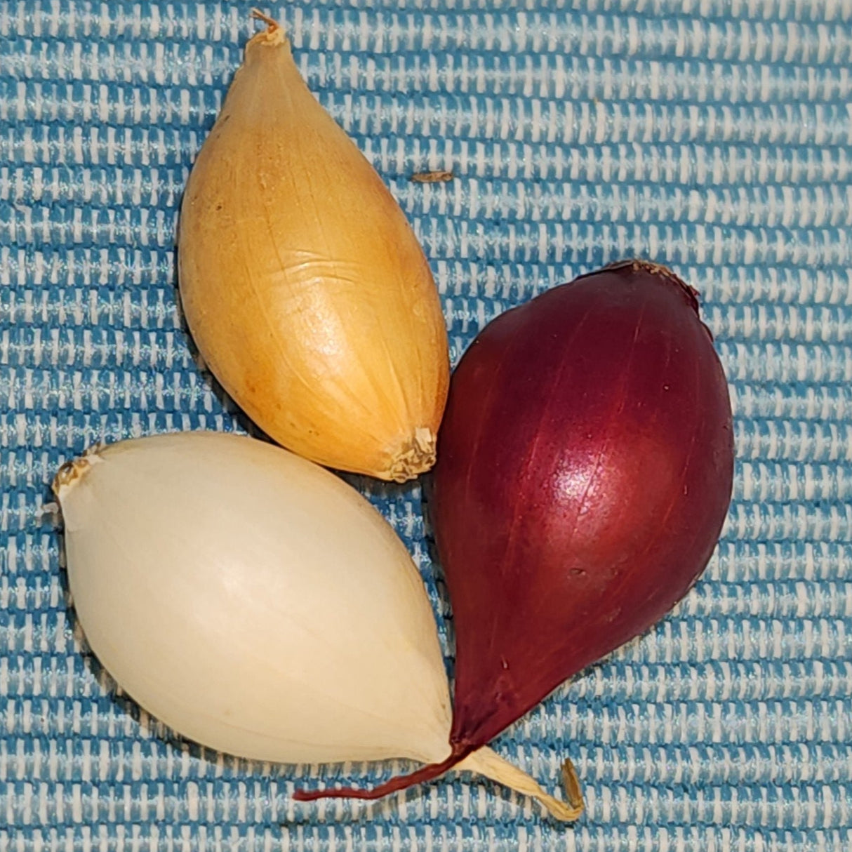 *FREE* Red, White & Yellow Onion Set Sampler Pack