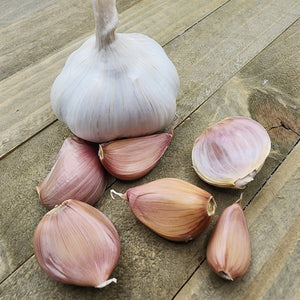 Garlic - (Soft Neck) Silver Rose