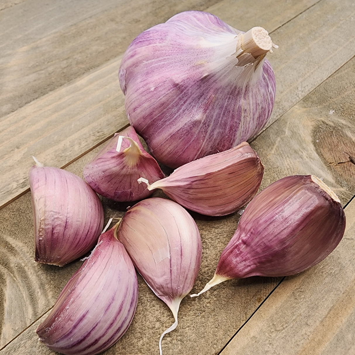 Garlic - (Hard Neck) Porcelain Musik