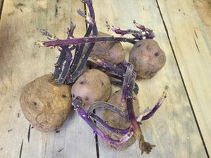 Potato (Early-Season) - Caribe (Organic rounds) - SeedsNow.com - Potato Seed