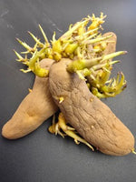 Potato, Fingerling (Late-Season) - Russian Banana (Organic) - SeedsNow.com - Potato Seed