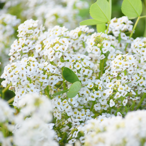Close-up of delicate white Alyssum flower seeds with green foliage