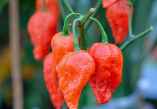 *NEW!* WORLD'S HOTTEST PEPPERS! 🌶️🔥🥵 Variety Pack