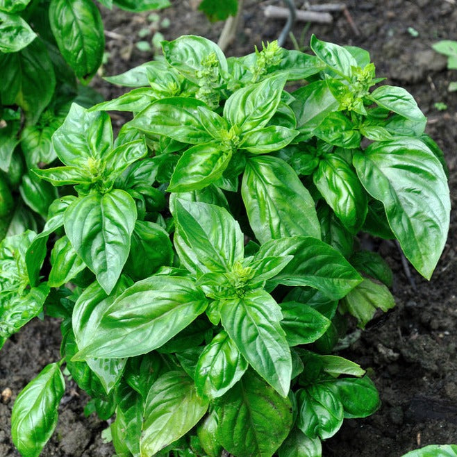 *FREE GIFT-OF-THE-MONTH!* ITALIAN BASIL SEED KIT
