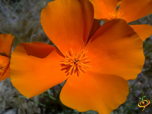 Wildflowers - Dryland Scatter Garden Seed Mix - SeedsNow.com