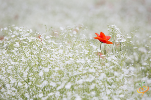 Wildflowers - Low Grow Scatter Garden Seed Mix - SeedsNow.com