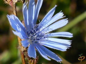 Wildflowers - Moist Area Scatter Garden Seed Mix - SeedsNow.com