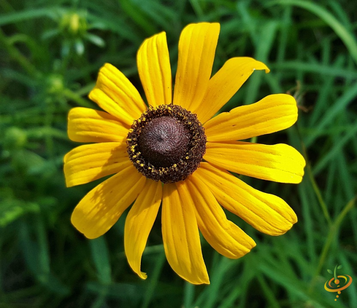 Wildflowers - Annual Cut Flower Scatter Garden Seed Mix - SeedsNow.com